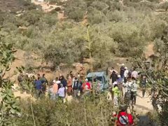 مستوطنون يقطعون أكثر من 20 شجرة حمضيات في وادي قانا