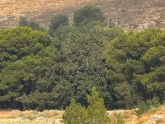 الاحتلال يقيم بؤرة استيطانية جديدة على أراضي فقوعة شمال شرق جنين