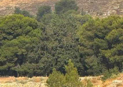 الاحتلال يقيم بؤرة استيطانية جديدة على أراضي فقوعة شمال شرق جنين