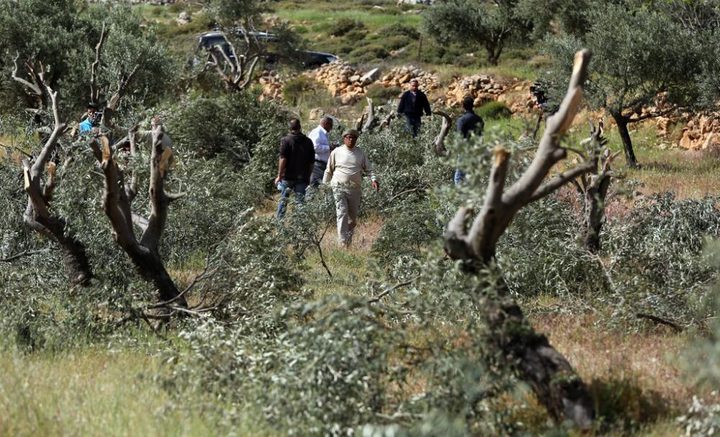 مستوطنون يتلفون محاصيل زراعية ويرشقون مركبات المواطنين جنوب جنين