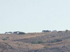 الاحتلال والمستوطنون يقيمون معرشات شرق طوباس
