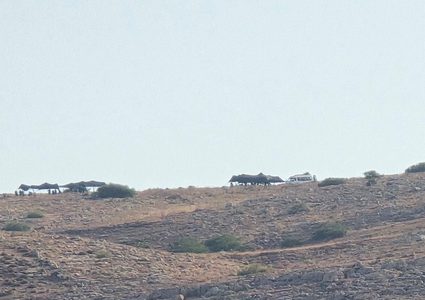 الاحتلال والمستوطنون يقيمون معرشات شرق طوباس