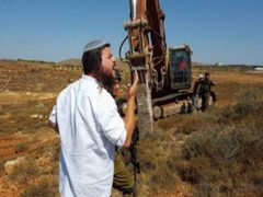 مستوطن يطلق مواشيه في أراضي الطيبة شرق رام الله