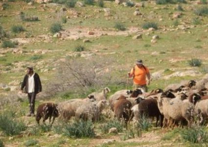 مستوطنون يتلفون مزروعات في أراضي المغير بعد رعي مواشيهم