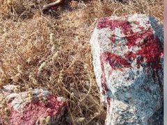 الاحتلال يطلق النار على راعٍ ويقتل ثلاثة من أغنامه غرب الخليل