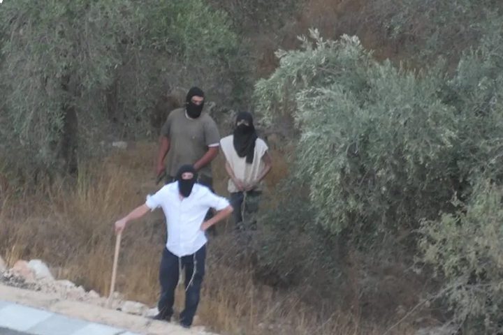 مستوطنون يقطعون عشرات الأشجار المثمرة في خربة فراسين غرب جنين