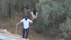 مستوطنون يقطعون عشرات الأشجار المثمرة في خربة فراسين غرب جنين