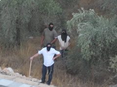 مستوطنون يقطعون عشرات الأشجار المثمرة في خربة فراسين غرب جنين