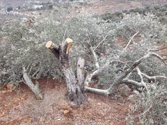 مستوطنون يقتلعون أشجار زيتون معمرة من دوما جنوب نابلس