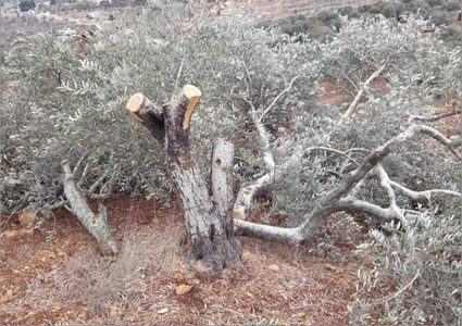 مستوطنون يقتلعون أشجار زيتون معمرة من دوما جنوب نابلس