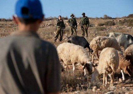 مستوطنون يمنعون المواطنين من رعي مواشيهم في الأغوار الشمالية