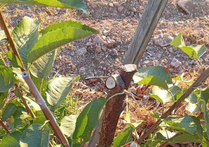 آثار اعتداء المستوطنين على الأراضي الزراعية وخطوط المياه في بيت لحم.