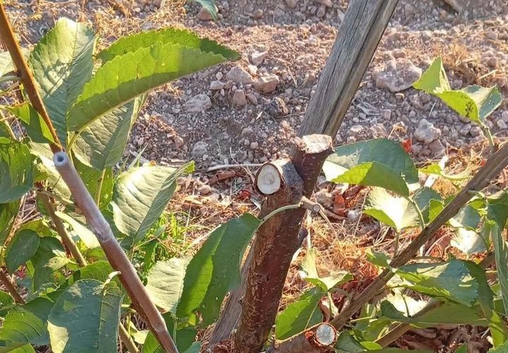 آثار اعتداء المستوطنين على الأراضي الزراعية وخطوط المياه في بيت لحم.