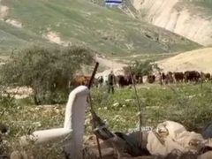 مستوطنون يرفعون علم الاحتلال في حرم مسكن عائلة بالأغوار الشمالية