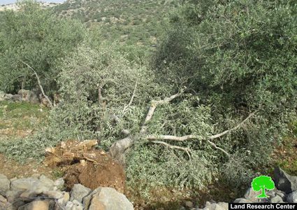الاحتلال يقتلع أكثر من 100 شجرة زيتون معمّرة في برطعة جنوب غرب جنين