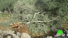 الاحتلال يقتلع أكثر من 100 شجرة زيتون معمّرة في برطعة جنوب غرب جنين
