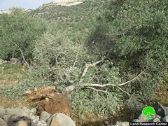 الاحتلال يقتلع أكثر من 100 شجرة زيتون معمّرة في برطعة جنوب غرب جنين