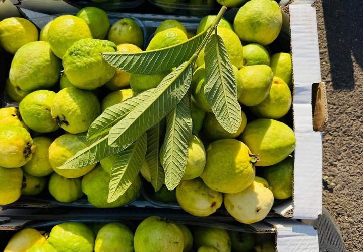 قطف ثمار الجوافة من الأراضي الزراعية في مدينة قلقيلية