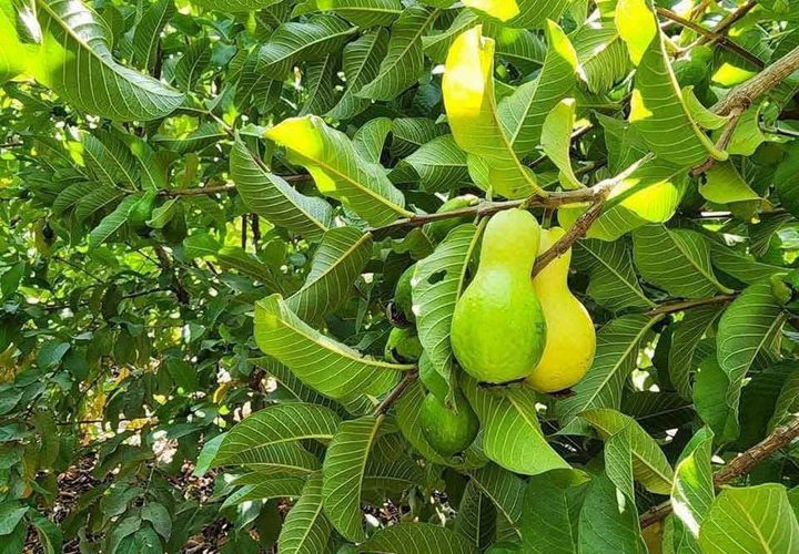 قطف ثمار الجوافة من الأراضي الزراعية في مدينة قلقيلية