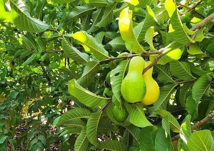 قطف ثمار الجوافة من الأراضي الزراعية في مدينة قلقيلية