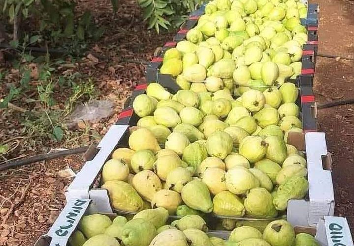قطف ثمار الجوافة من الأراضي الزراعية في مدينة قلقيلية