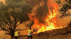 12 قتيلا في حرائق غابات بالجزائر والنيران تقترب من مناطق سكنية