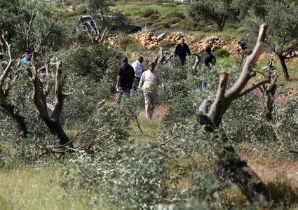 الاحتلال يقتلع عشرات أشجار الزيتون بين بلدتي عرابة ويعبد