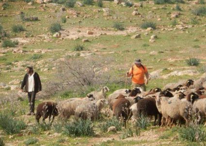 مستوطنون يرعون أغنامهم بأراضي المواطنين في واد سعير شمال شرق الخليل