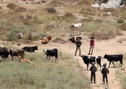 اعتقال مواطن والمستوطنون يطلقون مواشيهم في أراضي المواطنين بمسافر يطا