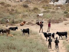 اعتقال مواطن والمستوطنون يطلقون مواشيهم في أراضي المواطنين بمسافر يطا