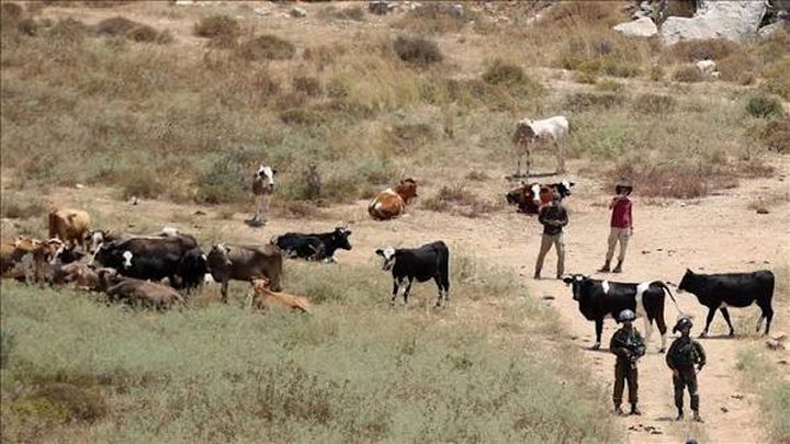 اعتقال مواطن والمستوطنون يطلقون مواشيهم في أراضي المواطنين بمسافر يطا