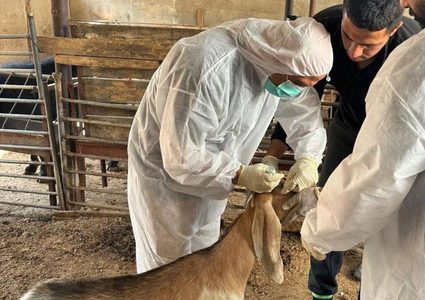 وزارة الزراعة تباشر تحصين الأغنام المستهدفة ضد الحمى المالطية في محافظة جنين
