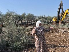الاحتلال يجرف أراضي ويقتلع أشجار زيتون قرب واد دعوق جنوب جنين