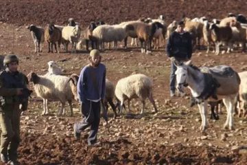 مستوطنون يسرقون أغناما من بيتا جنوب نابلس