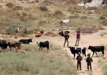 مستوطنون يطلقون مواشيهم بين منازل المواطنين في سنجل