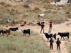 مستوطنون يطلقون مواشيهم بين منازل المواطنين في سنجل