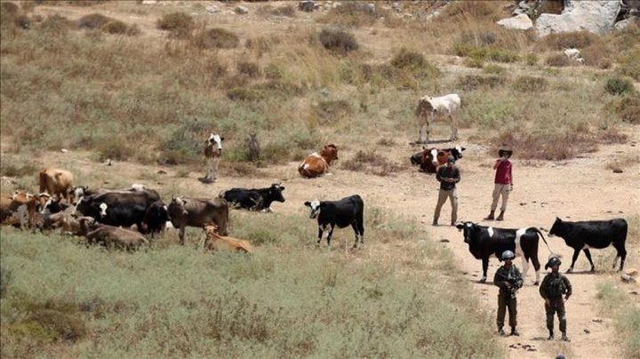 مستوطنون يطلقون مواشيهم بين منازل المواطنين في سنجل