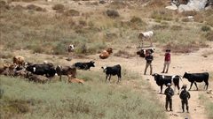 مستوطنون يطلقون مواشيهم بين منازل المواطنين في سنجل