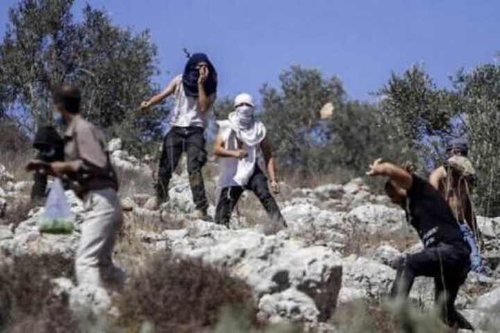 مستوطنون يهاجمون بركسا لتربية الماشية في بيتا