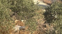 مستوطن يُضرم النيران في أراضي قرية برقا شرق رام الله.