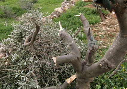 مستوطنون يقطعون 30 شجرة جوافة في خربة فراسين غرب جنين