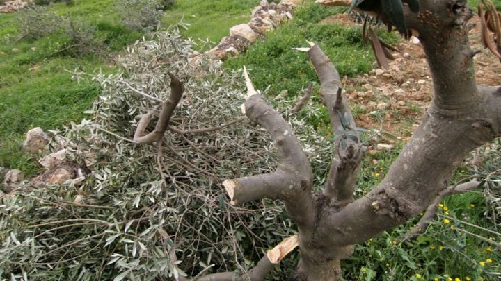 مستوطنون يقطعون 30 شجرة جوافة في خربة فراسين غرب جنين