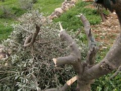 مستوطنون يقطعون 30 شجرة جوافة في خربة فراسين غرب جنين