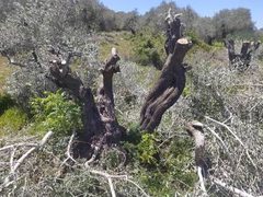 مستوطنون يقتلعون ويكسرون عشرات أشجار الزيتون في نعلين غرب رام الله