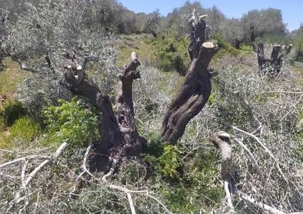 مستوطنون يقتلعون ويكسرون عشرات أشجار الزيتون في نعلين غرب رام الله