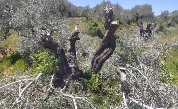 مستوطنون يقتلعون ويكسرون عشرات أشجار الزيتون في نعلين غرب رام الله