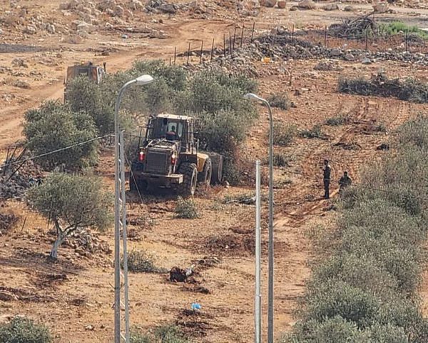 الاحتلال يقتلع عشرات أشجار الزيتون في جبع شمال شرق القدس