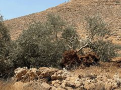الاحتلال يُصدر أمرا عسكريا جديدا يستهدف إزالة الأشجار من 99 دونما في دير نظام