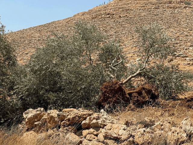 الاحتلال يُصدر أمرا عسكريا جديدا يستهدف إزالة الأشجار من 99 دونما في دير نظام