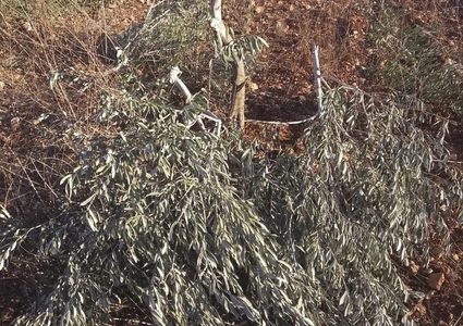 مستعمرون يقتلعون أشجار زيتون في قرية المنيا